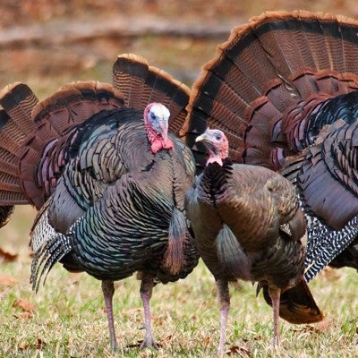 Turkeys | The Humane Society of the United States