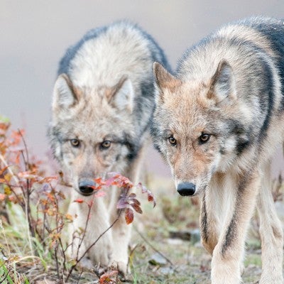 Two half-grown Gray Wolves from the Grant Creek Pack walking near Polychrome Pass, Denali National Park, Interior Alaska.