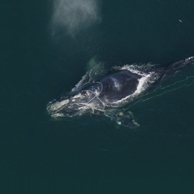 Entangled North American right whale  