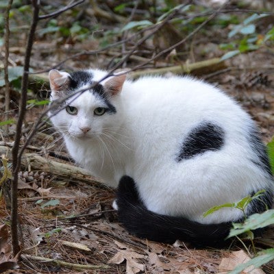 Feral cat crouching in the woods