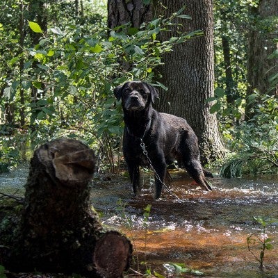 Dog tethered to a tree during Hurricane Florence flooding