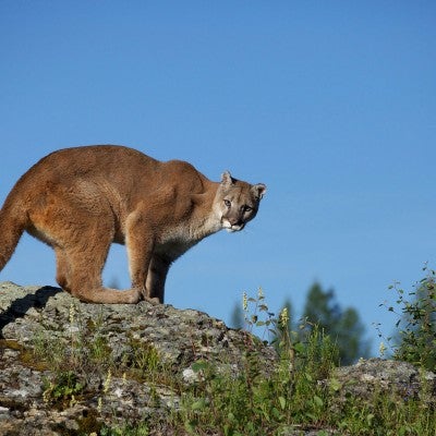 Mountain lion on a rock in Montana