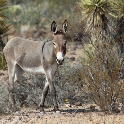 Wild burro in Arizona