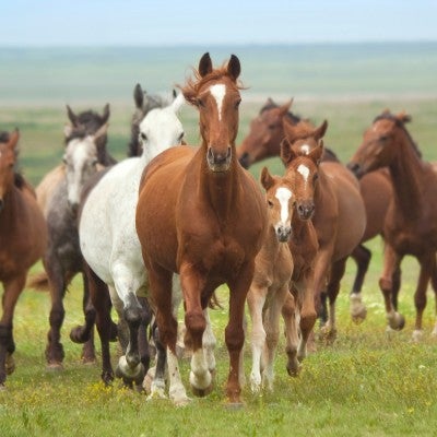 Group of horses running
