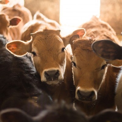 Improving the Lives of Farm Animals | The Humane Society of the United  States