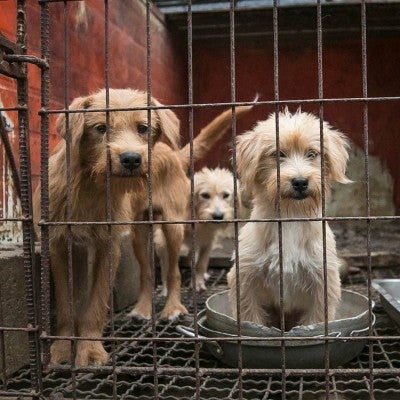 Sad dogs in a dirty cage on a dog meat farm in Korea