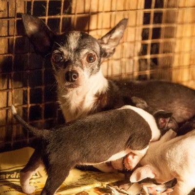 Dogs in a dark cage before being rescued from a puppy mill