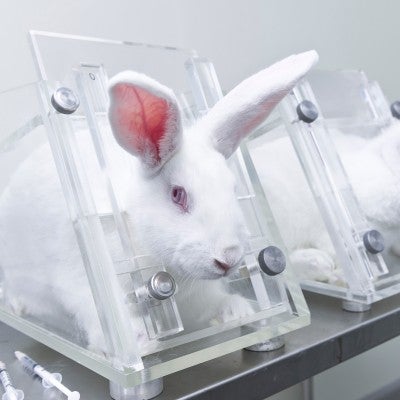 Ending Cosmetics Animal Testing | The Humane Society of the United States