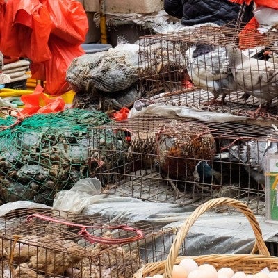 Live animals in cages at a wet market in China