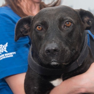 Black dog being held by an HSUS member at a hurricane transport.