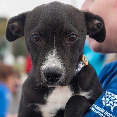 Volunteer to help animals | The Humane Society of the United States