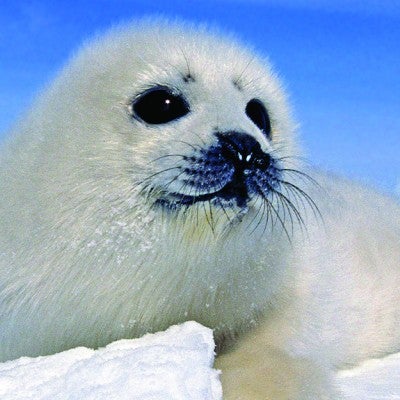 Harp seal pup sitting on ice field
