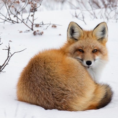 Red Fox Laying In The Snow