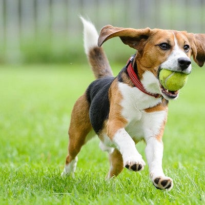 Beagle running through his yard with a tennis ball in his mouth. 