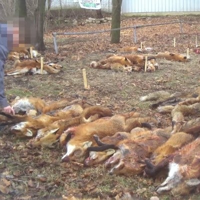 Red fox that have been killed in a wildlife killing contest