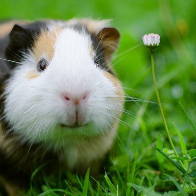 Portrait of a guinea pig in the grass