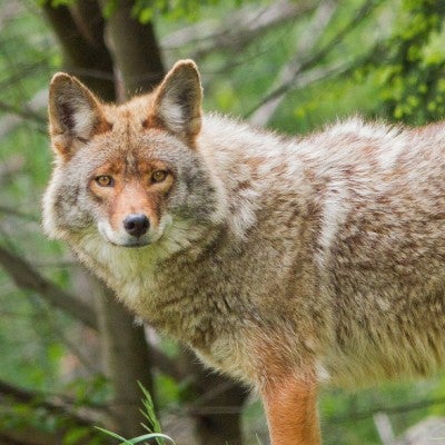 A wild coyote stares straight at the camera in spring.