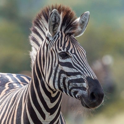 Zebra portrait in natural background in Kruger National park, South Africa