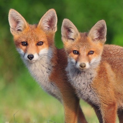 two red foxes in a field