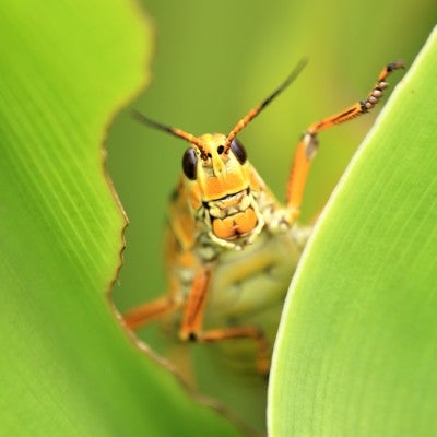 grasshopper peaking out from a plant