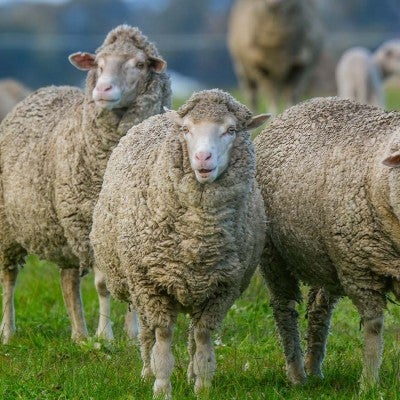 A group of sheep in a grassy field