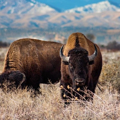 Two bison in a field in Rocky Mountain Arsenal National Refuge in Denver, Colorado