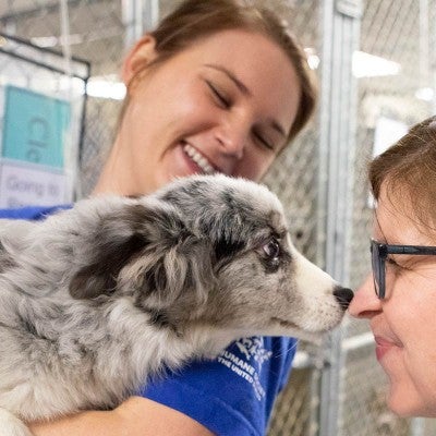HSUS staff helping with a transport of puppy mill rescue dogs