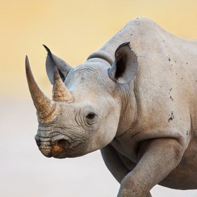 Rhinos | The Humane Society of the United States