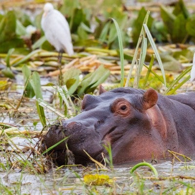 Hippo calf relaxing in the water with large white bird on its back