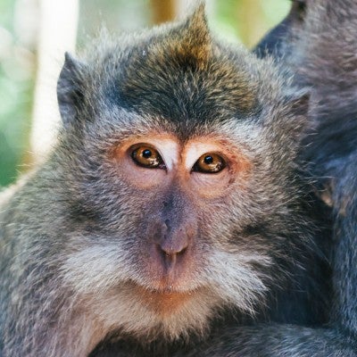 Monkeys | The Humane Society of the United States