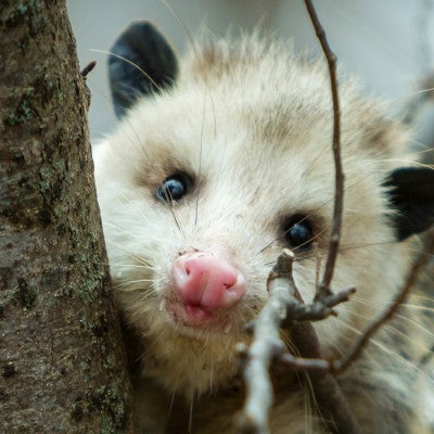 opossum in a tree