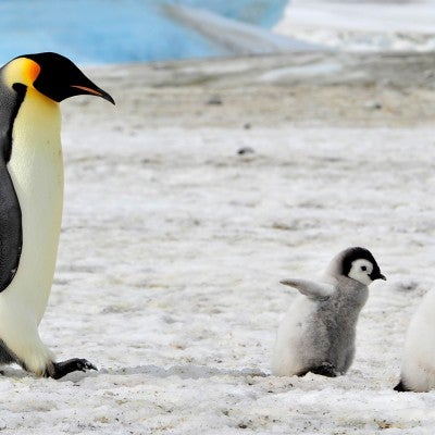 Emperor Penguin with two chicks in Antarctica