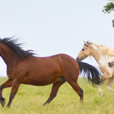 Horses gallop through the fields at Duchess Sanctuary