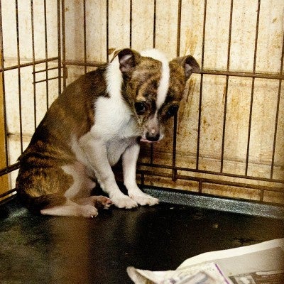 Small sad looking dog before being rescued from a puppy mill