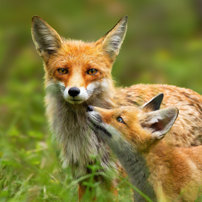 Red fox mother and young cub touching with noses in nature