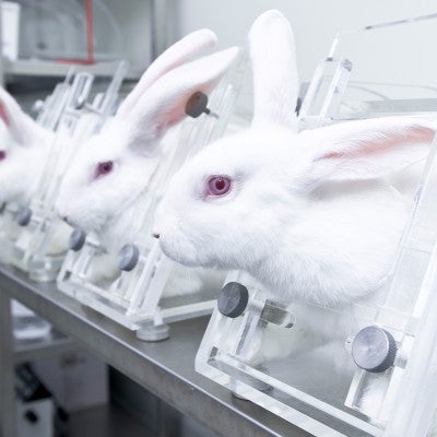 Experimental white rabbits in the acrylic restraint box for testing drug safety and toxicity