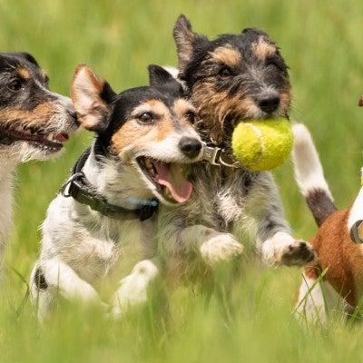 Group of dogs running in a field with a ball