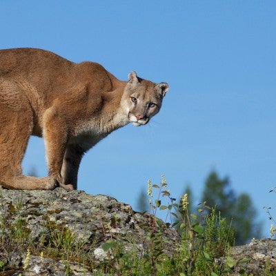 Mountain lion standing on a rock in Montana