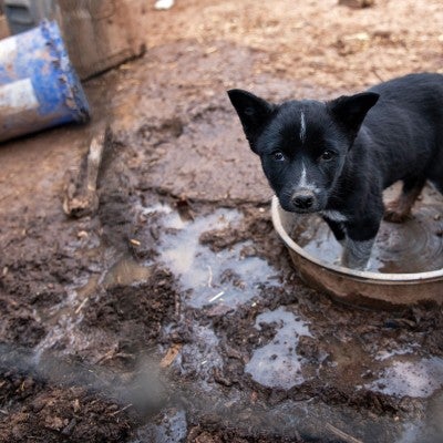 A small puppy stands in a dirty, empty bowl in the mud, looking at the camera with a pleading expression