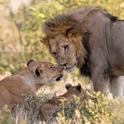 Photo of a lion family, including father, mother, and a cub.