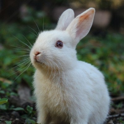 white baby young rabbit bunny in the wild