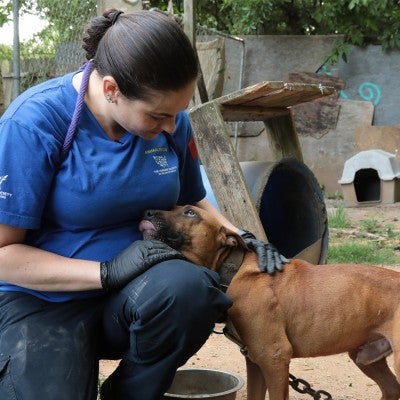 HSUS Animal Rescue team helping rescued dog at an alleged dog fighting operation