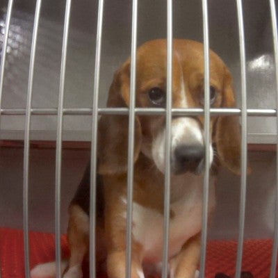 a beagle looks sadly at the camera from inside a metal cage