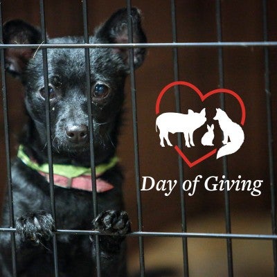 Black dog from wildfire rescue with Day of Giving branding