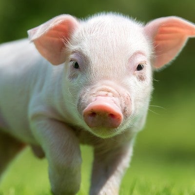 Happy piglet walking on grass on a farm