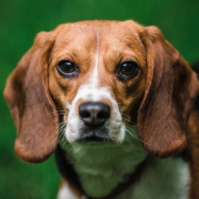 a rescued beagle looks at the camera from his loving home
