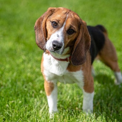 Teddy, an 18 month old beagle is a survivor from an animal testing facility in Michigan
