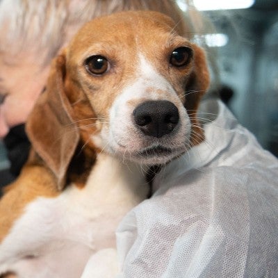 Beagle puppy being carried during HSUS transport from Envigo