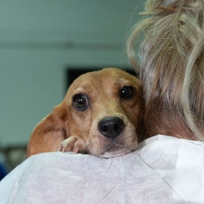 HSUS Animal Rescue Team member holds beagle puppy