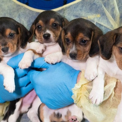 HSUS Animal Rescue Team members and volunteers carry beagles into the organization’s care and rehabilitation center